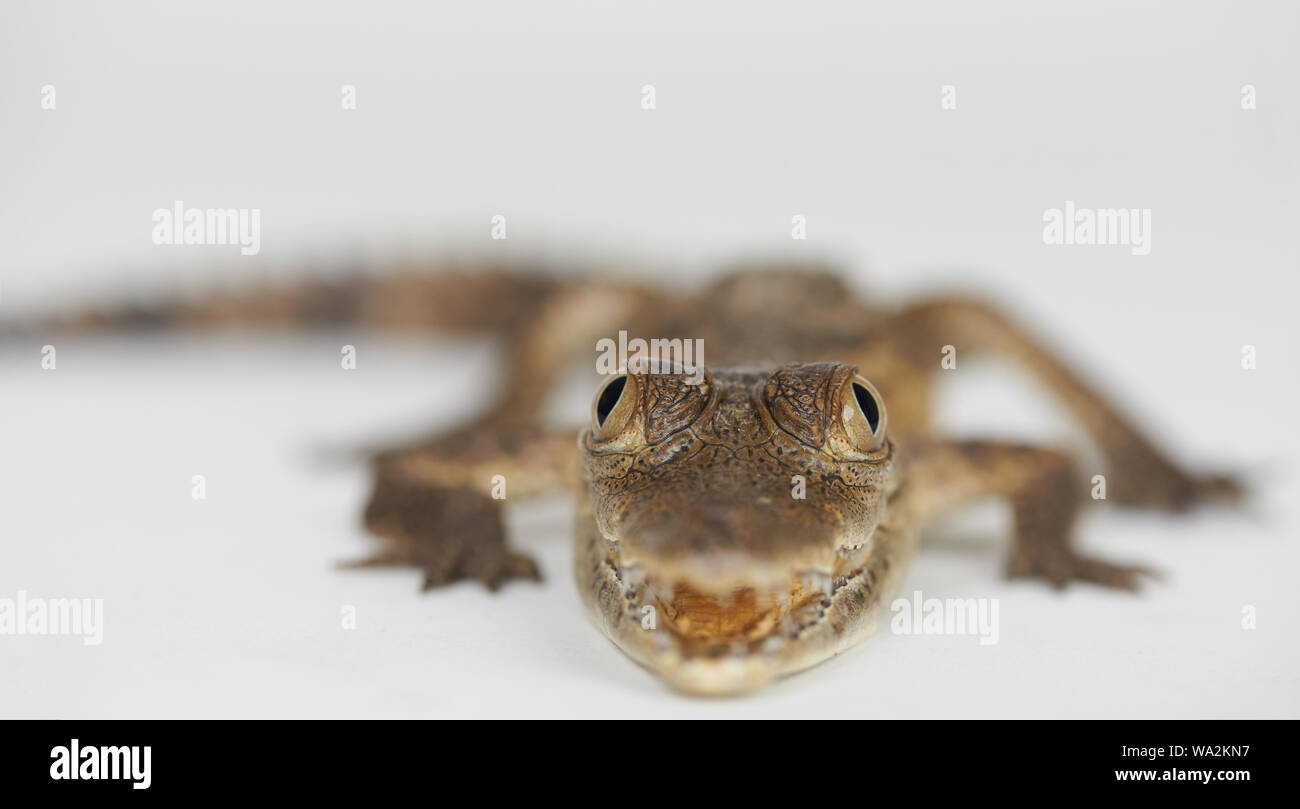 Gli occhi del piccolo coccodrillo close up isolati su sfondo bianco Foto Stock