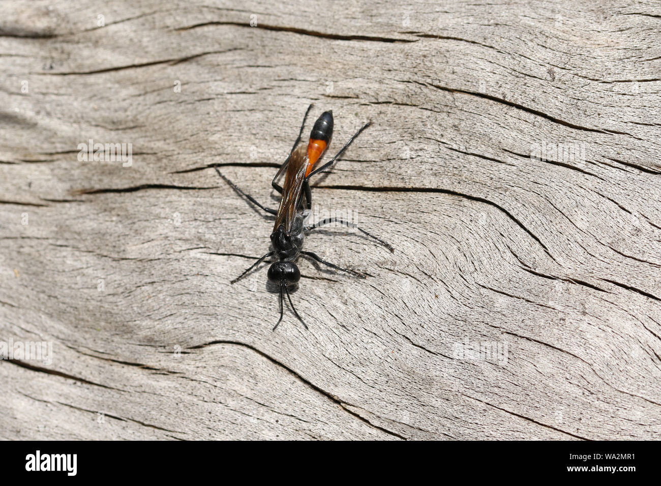 Una caccia rosso sabbia nastrati Wasp, Ammophila sabulosa, appollaiate su un albero morto tronco. Foto Stock