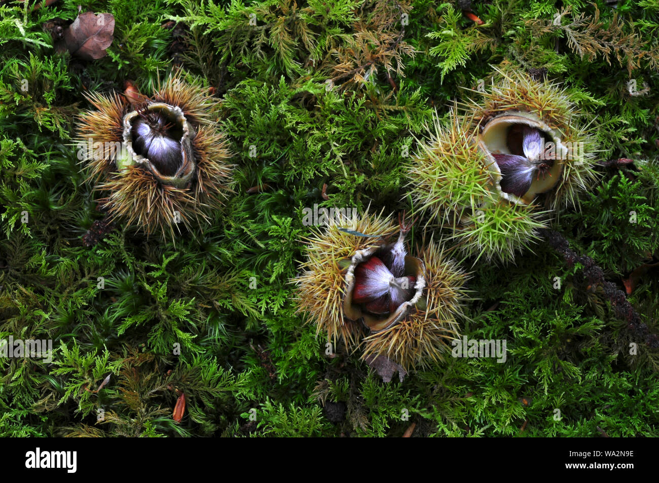Mature castagne sul suolo della foresta. New Forest, Regno Unito Ottobre 2016 Foto Stock