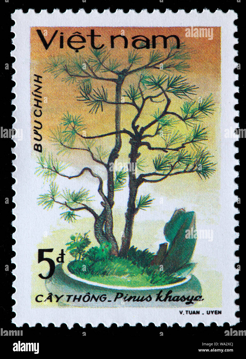 Pinus kesiya, Khasi pine, Benguet pino, tre-aguglia pino, albero di bonsai, francobollo, Vietnam, 1986 Foto Stock