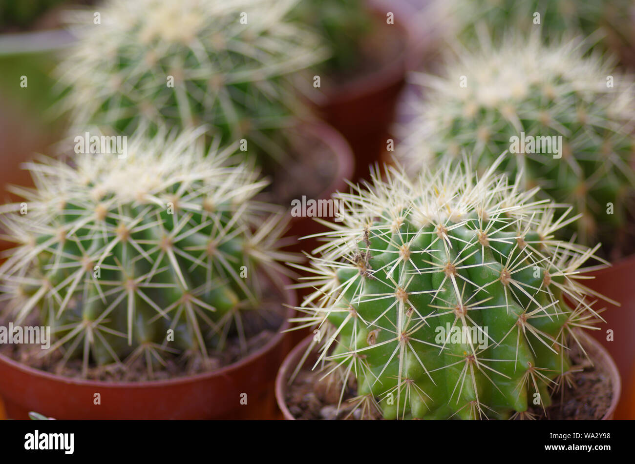 Essendo celeste Foto Stock