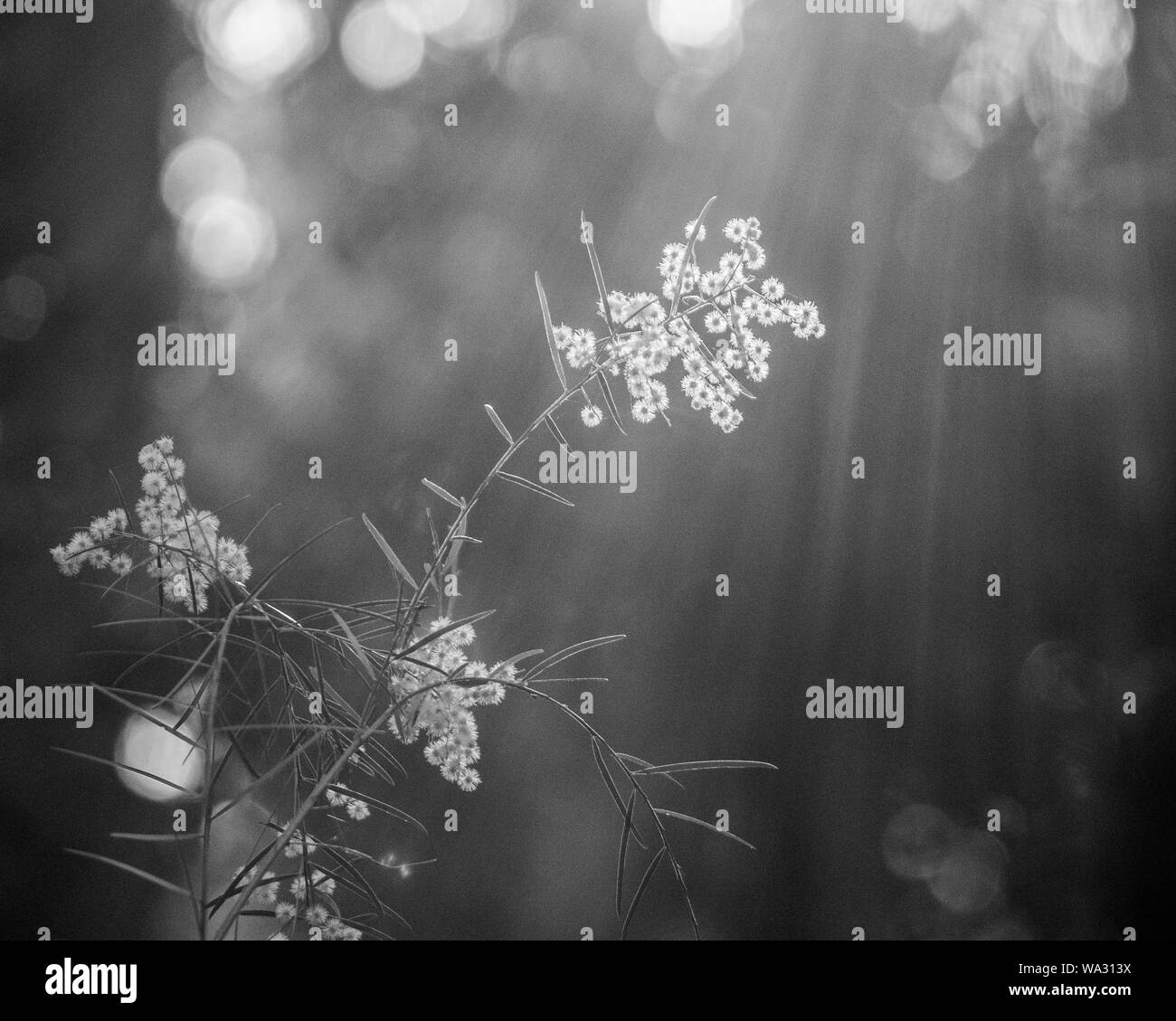 Guardando i fiori di Wattle sull'albero attraverso la luce filtrata in bianco e nero, sfondo bokeh sfocato, luce solare splintersa Foto Stock
