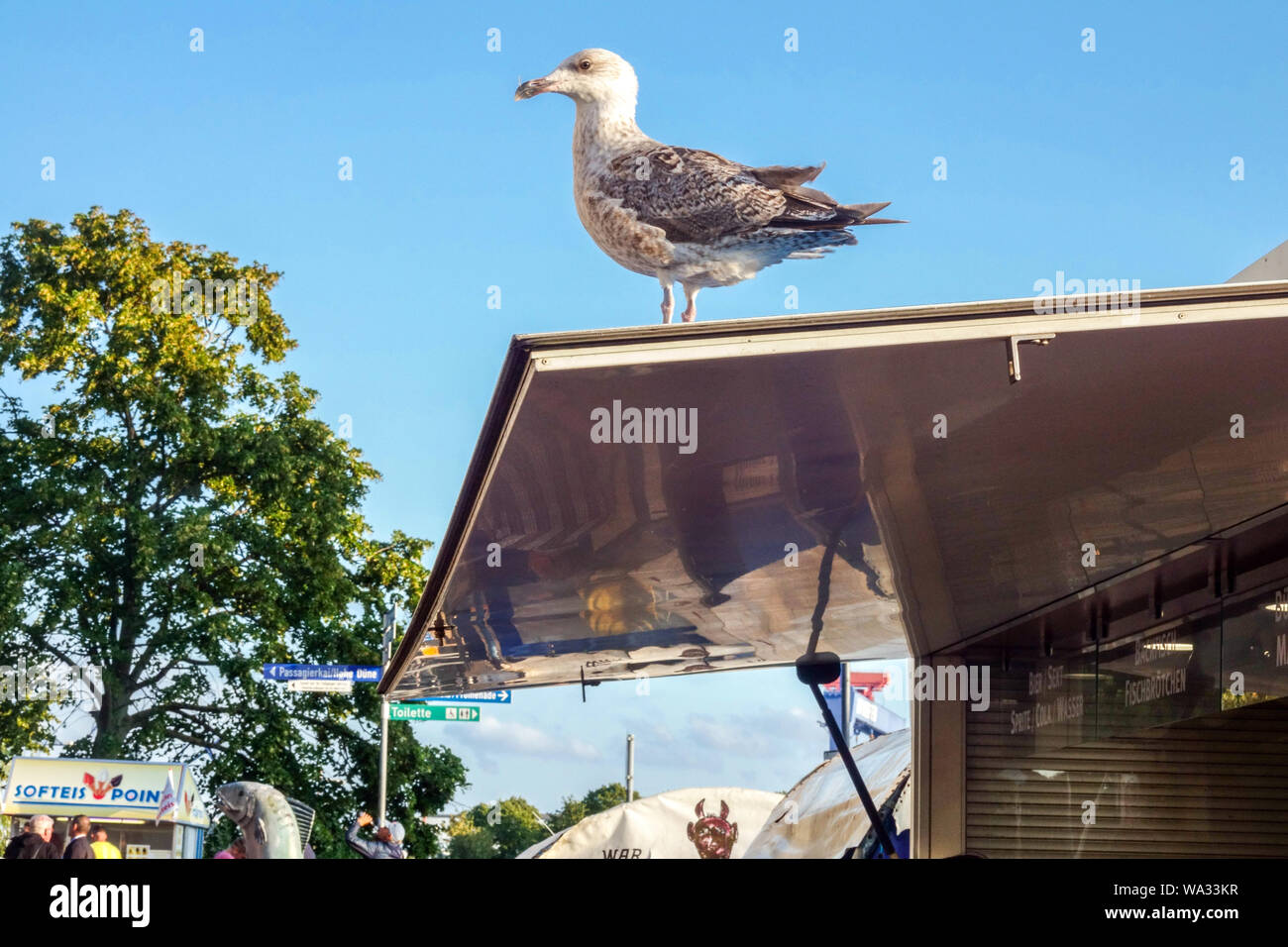 Gabbiano in piedi sul banco alimentare tetto Wild Urban Bird Gull Stall Old Town Alter Strom Warnemunde Germany Wild Animal cerca cibo Bird Foraging Foto Stock