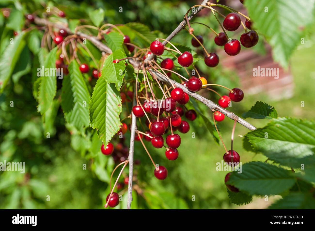 Rosso, mature le ciliegie selvatiche (Prunus avium) appesi a un ramo Foto  stock - Alamy
