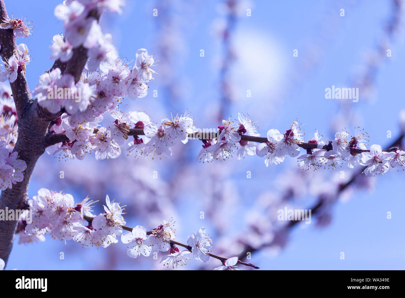 La leggermente sfocata albicocca bellissimi fiori bianchi Foto Stock