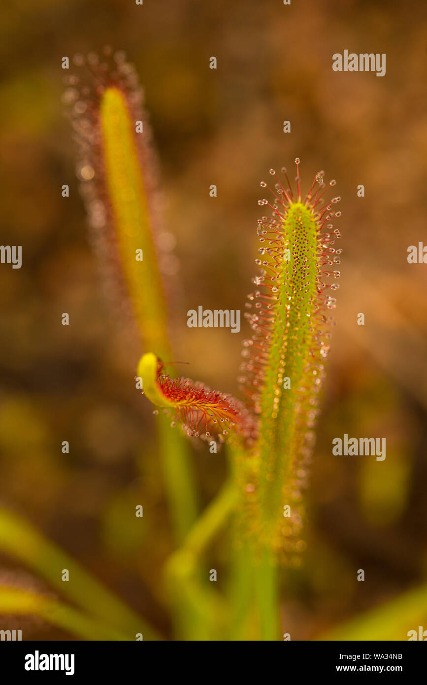 Cape sundew (Drosera capensis) pronto per la cattura di insetti. Foto Stock