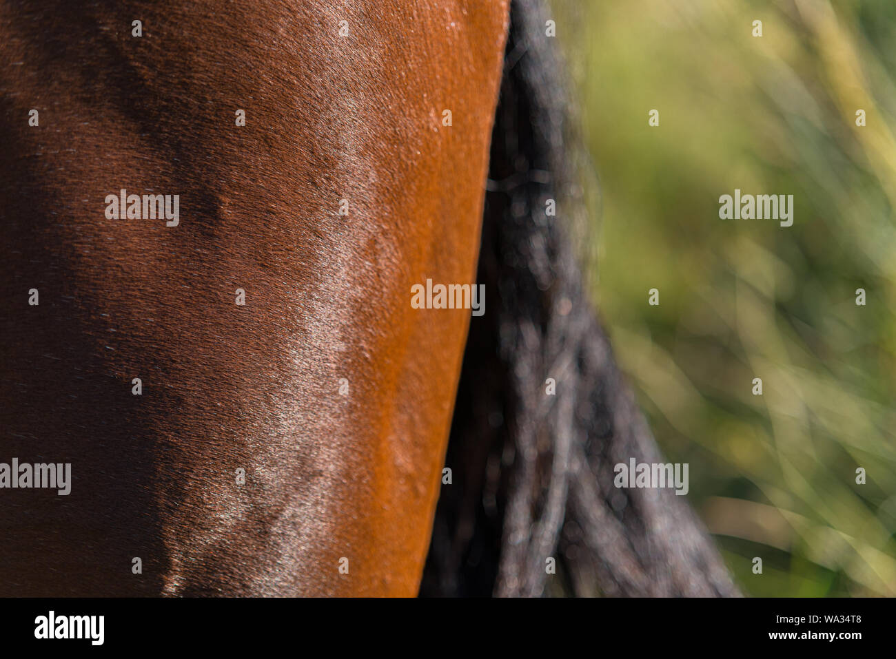 Ingrandimento dei dettagli di un cavallo è la gamba e la coda. Foto Stock