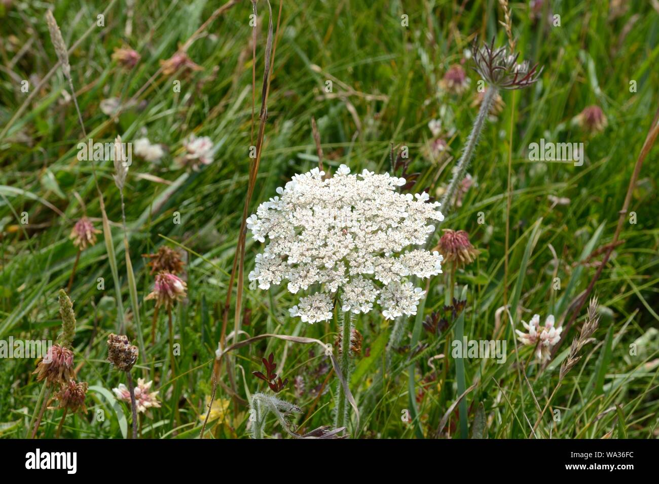 Wild Daucus carota carote fiore di una pianta costiere crescono in un prato organico su Il Pembrokeshire Coast Path Galles Cymru REGNO UNITO Foto Stock Wild Daucus carota carote fiore di una pianta costiere crescono in un prato organico su Il Pembrokeshire Coast Path Galles Cymru REGNO UNITO Foto Stock