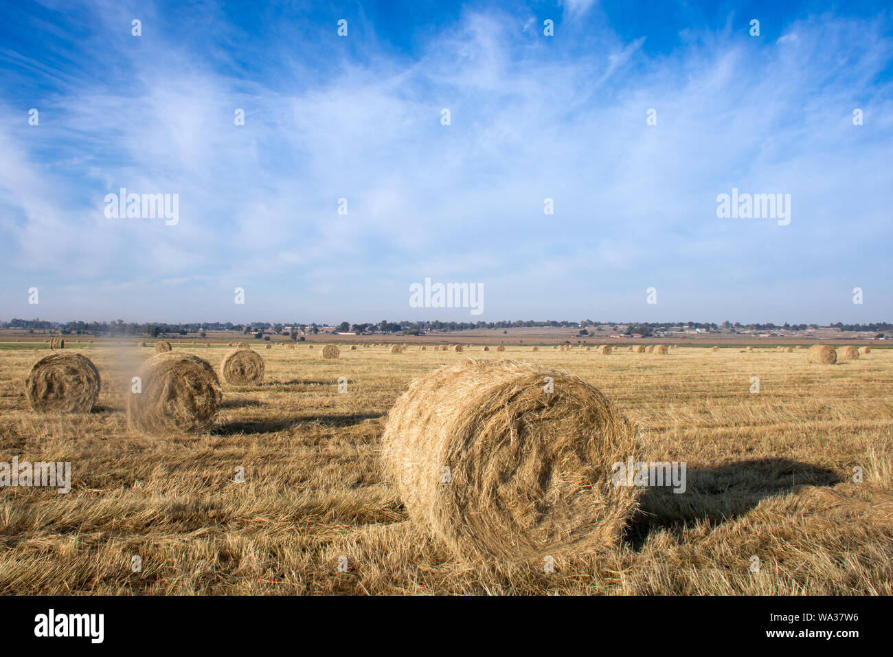 Il fieno secco di colore giallo dorato fasci arrotolato in campo nel paese lato nel sole sotto un cielo azzurro e in righe o arrotolato insieme. Foto Stock