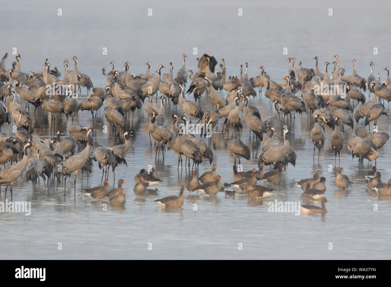Comuni / Gru Gru eurasiatica (grus grus) trascorrendo la notte nella catena di Bodden, Western Pomerania Area Laguna NP, Meclenburgo-Pomerania Occidentale, Germania Foto Stock
