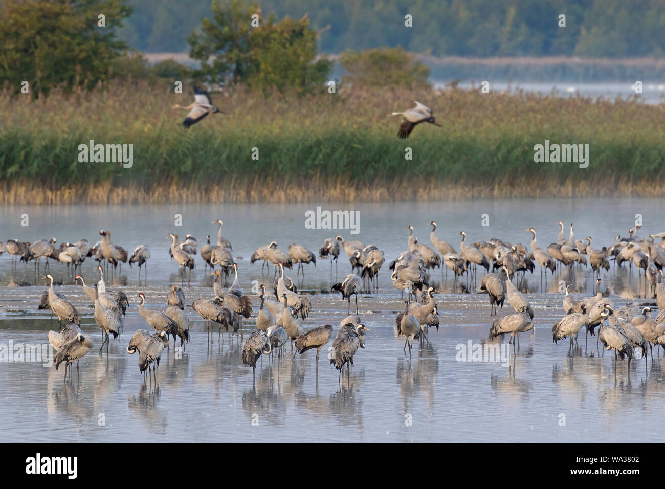 Comuni / Gru Gru eurasiatica (grus grus) trascorrendo la notte nella catena di Bodden, Western Pomerania Area Laguna NP, Meclenburgo-Pomerania Occidentale, Germania Foto Stock