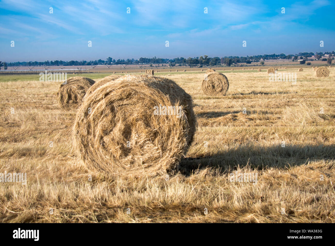 Il fieno secco di colore giallo dorato fasci arrotolato in campo nel paese lato nel sole sotto un cielo azzurro e in righe o arrotolato insieme. Foto Stock