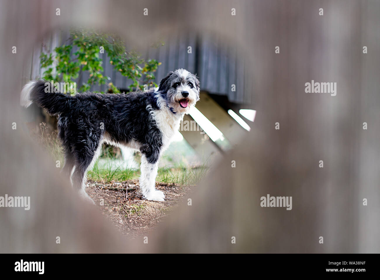 Un bianco e nero cane bordercollie visti attraverso il cuore di un foro sagomato in una porta di legno Foto Stock