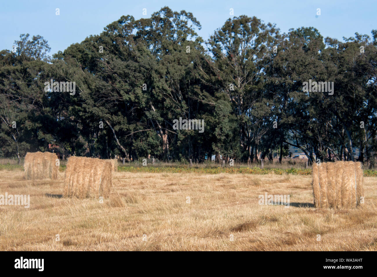 Il fieno secco di colore giallo dorato fasci arrotolato in campo nel paese lato nel sole sotto un cielo azzurro e in righe o arrotolato insieme. Foto Stock
