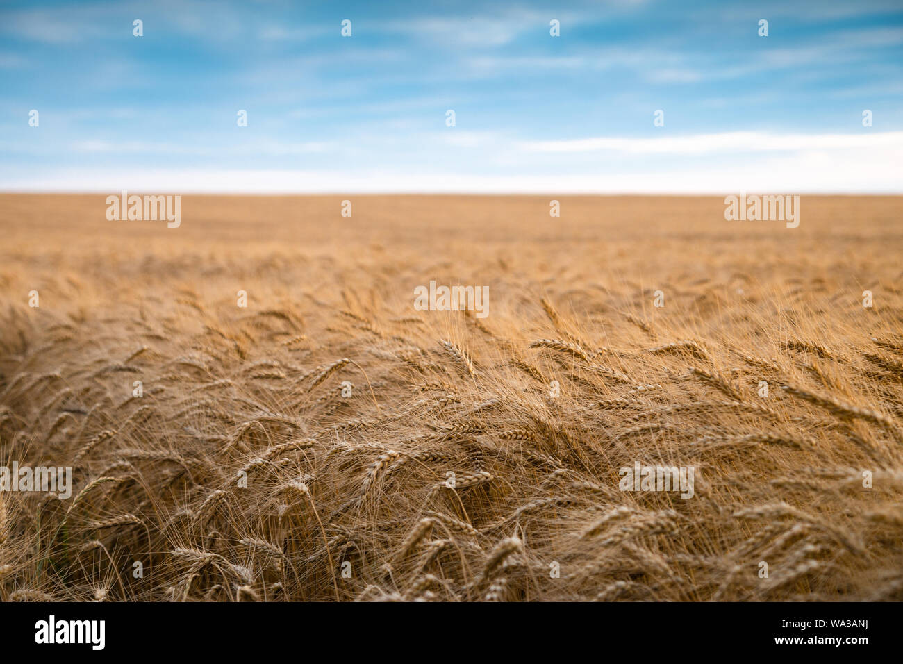 Campo di grano e il blu del cielo. Paesaggio rurale di campo di grano. Utili per presentare i prodotti agricoli, alimentari Foto Stock