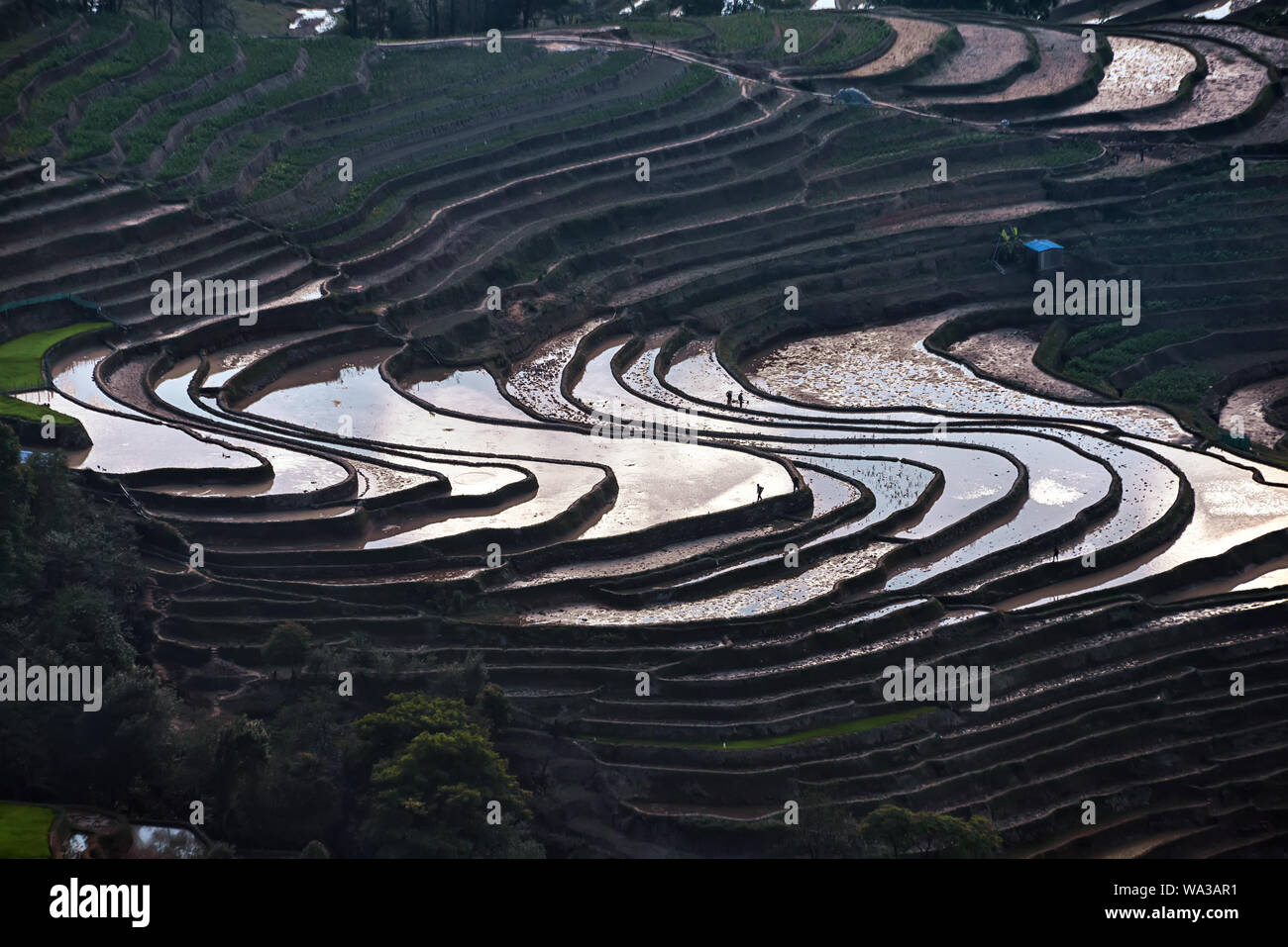 Le terrazze di riso a bada sito in Yuanyang county, Cina. Bada alle terrazze di riso di coprire un'area di 950 ettari con oltre 3700 livelli Foto Stock
