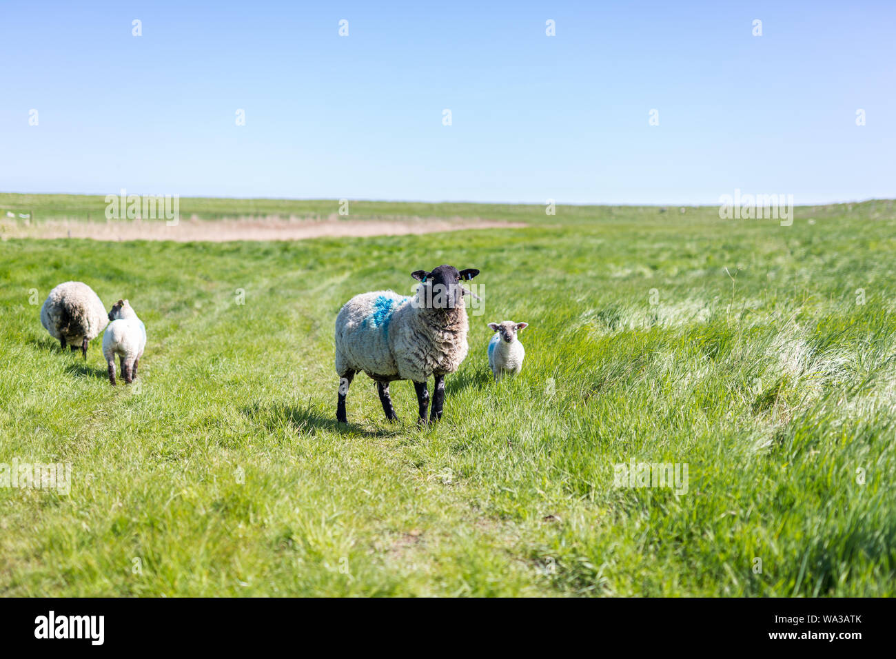 Una madre ovini e il suo bambino di agnello, essi sono lasciati al pascolo per esplorare e naturalmente. Scorte vive in pascoli Orford, Suffolk Foto Stock