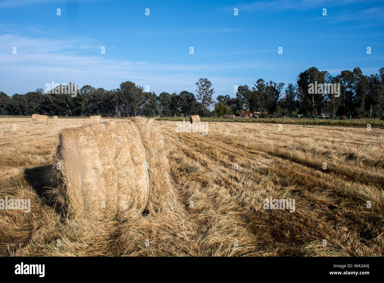 Il fieno secco di colore giallo dorato fasci arrotolato in campo nel paese lato nel sole sotto un cielo azzurro e in righe o arrotolato insieme. Foto Stock