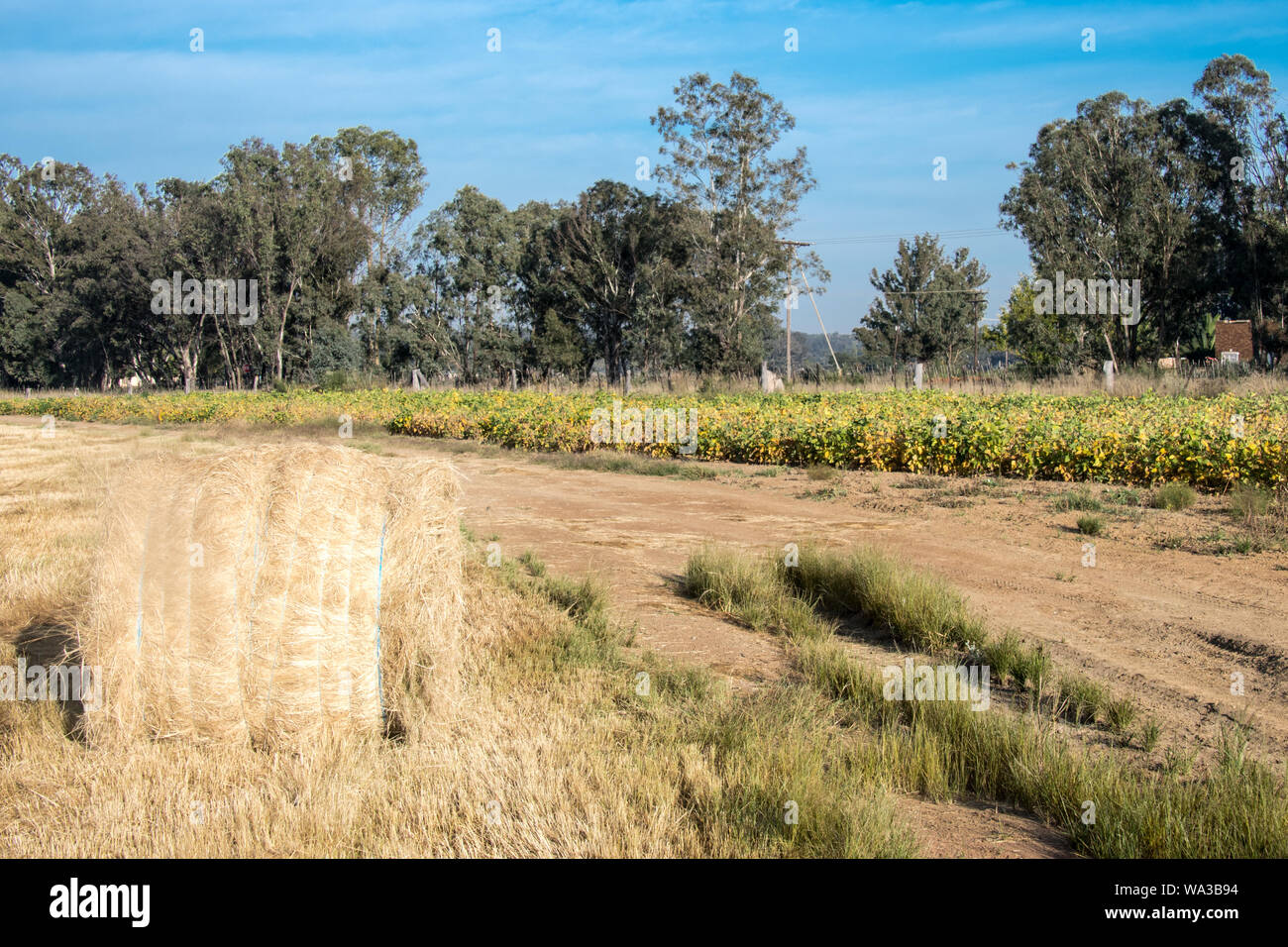 Il fieno secco di colore giallo dorato fasci arrotolato in campo nel paese lato nel sole sotto un cielo azzurro e in righe o arrotolato insieme. Foto Stock
