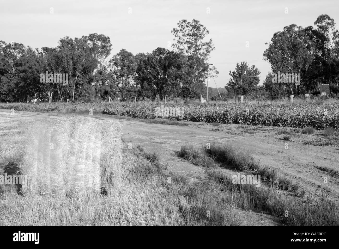 Il fieno secco di colore giallo dorato fasci arrotolato in campo nel paese lato nel sole sotto un cielo azzurro e in righe o arrotolato insieme. Foto Stock