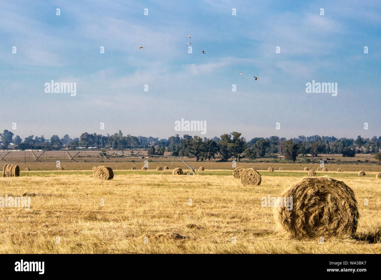 Il fieno secco di colore giallo dorato fasci arrotolato in campo nel paese lato nel sole sotto un cielo azzurro e in righe o arrotolato insieme. Foto Stock