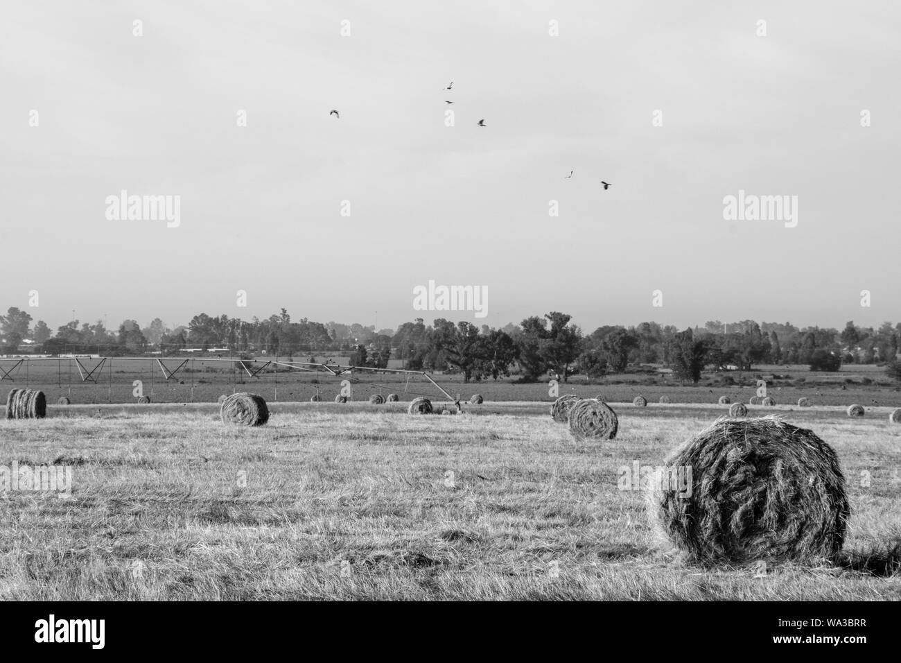 Il fieno secco di colore giallo dorato fasci arrotolato in campo nel paese lato nel sole sotto un cielo azzurro e in righe o arrotolato insieme. Foto Stock