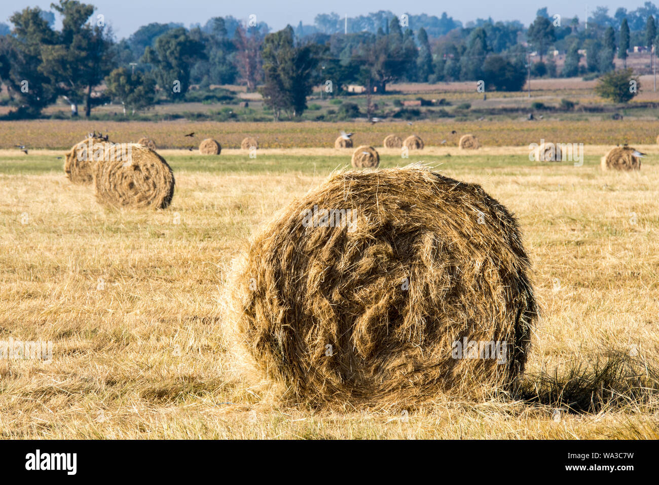 Il fieno secco di colore giallo dorato fasci arrotolato in campo nel paese lato nel sole sotto un cielo azzurro e in righe o arrotolato insieme. Foto Stock