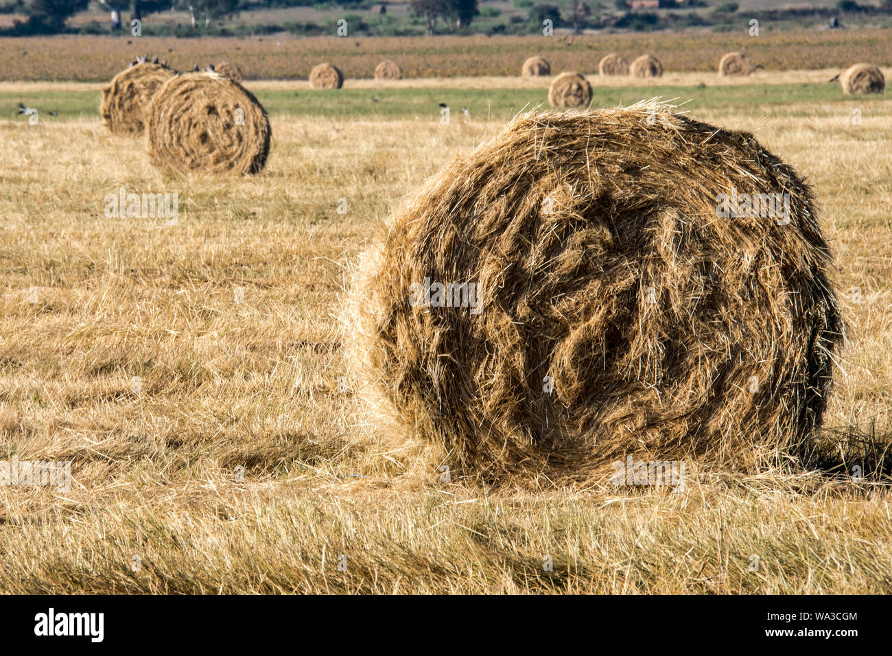 Il fieno secco di colore giallo dorato fasci arrotolato in campo nel paese lato nel sole sotto un cielo azzurro e in righe o arrotolato insieme. Foto Stock
