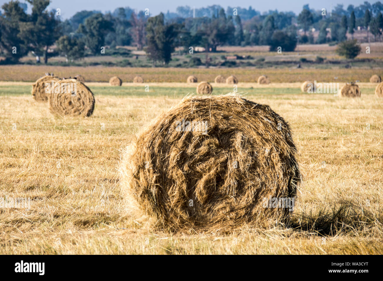 Il fieno secco di colore giallo dorato fasci arrotolato in campo nel paese lato nel sole sotto un cielo azzurro e in righe o arrotolato insieme. Foto Stock