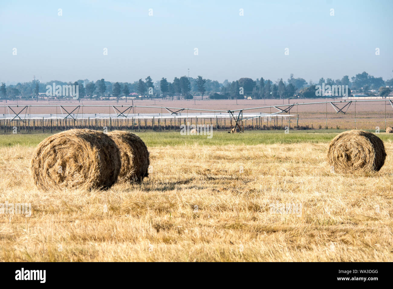 Il fieno secco di colore giallo dorato fasci arrotolato in campo nel paese lato nel sole sotto un cielo azzurro e in righe o arrotolato insieme. Foto Stock