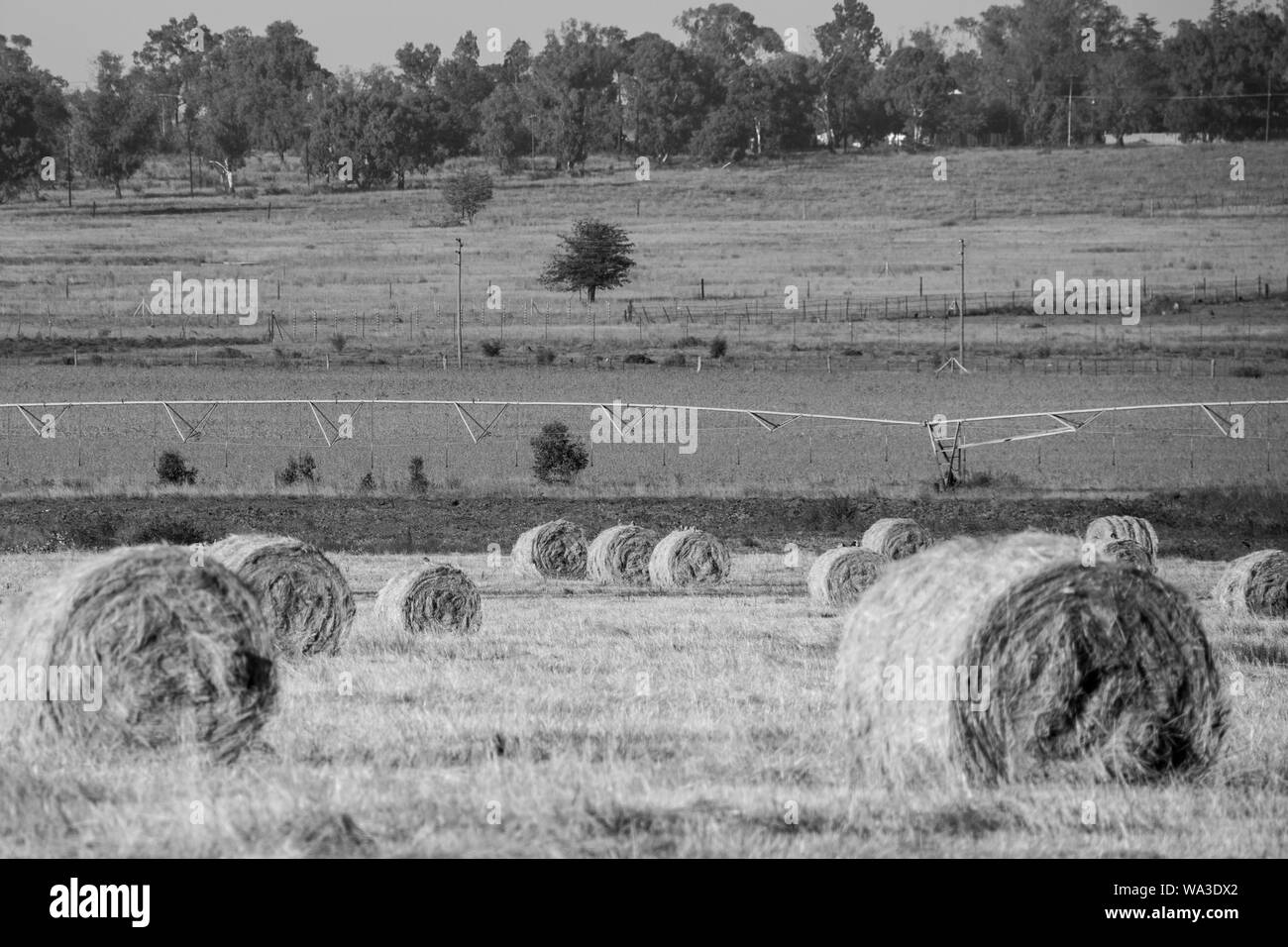 Il fieno secco di colore giallo dorato fasci arrotolato in campo nel paese lato nel sole sotto un cielo azzurro e in righe o arrotolato insieme. Foto Stock