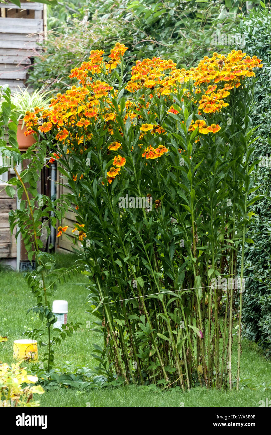 Giardino stneezezeeds arancio helenium mazzo cluster clump in estate alto giardino di piante Foto Stock