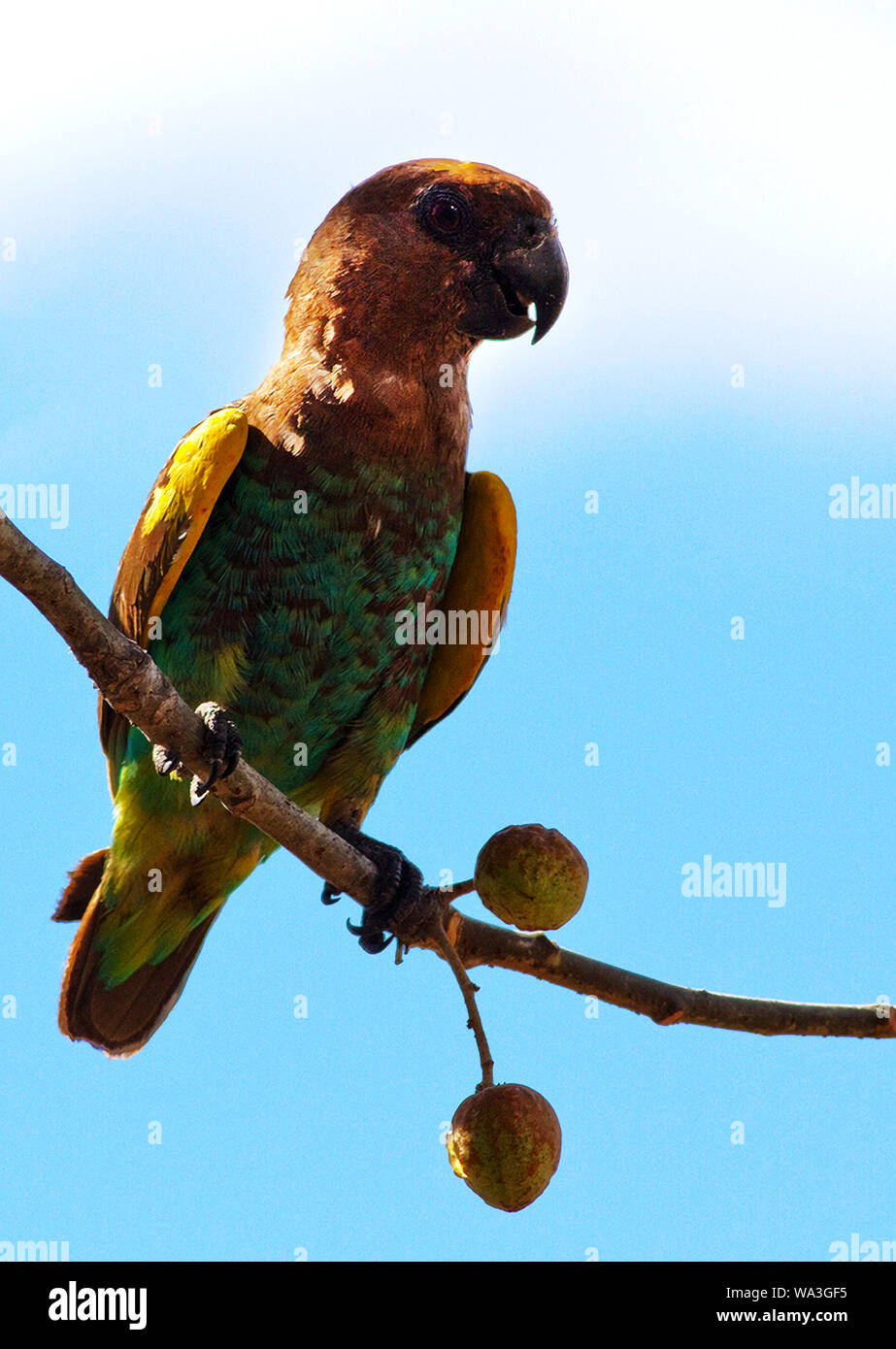 Il marrone o Meyer, Parrot è il più comune e diffuso del pappagallo famiglia. Essi formano piccoli branchi di veloce di volo e rumorosa Foto Stock