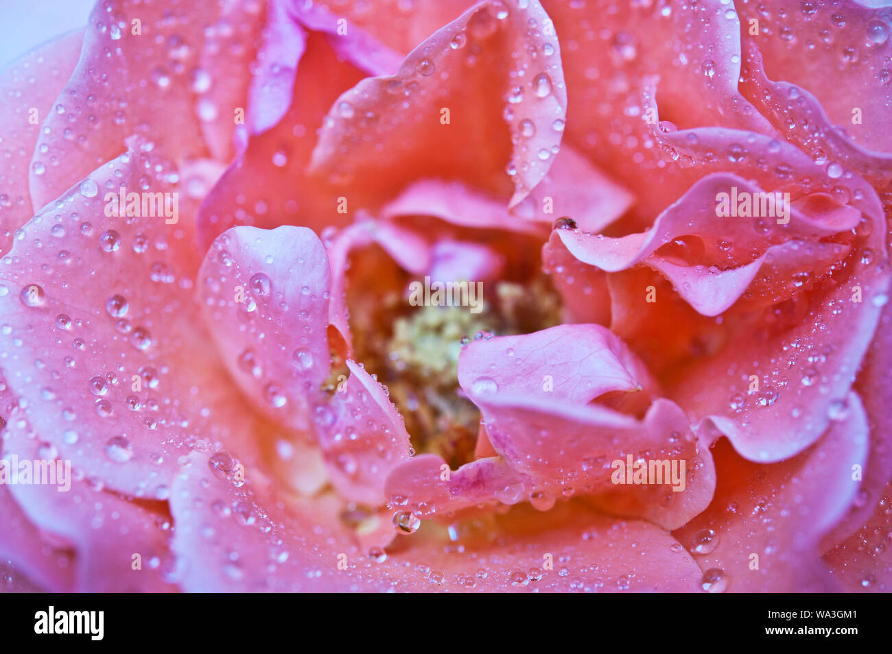 Macro dettaglio di petali di rose Foto Stock