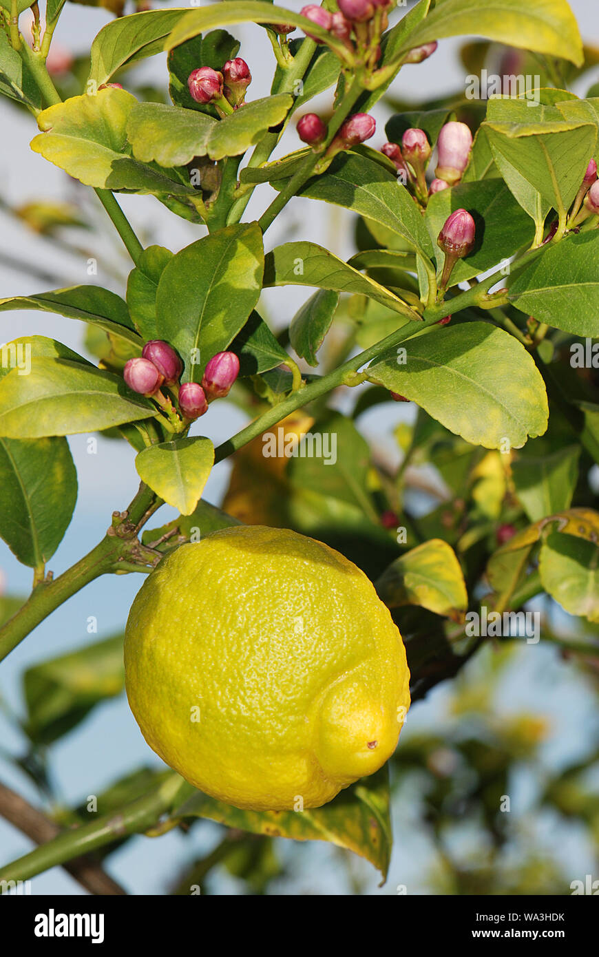 Mature con limone limoni in fiore a tree Foto Stock
