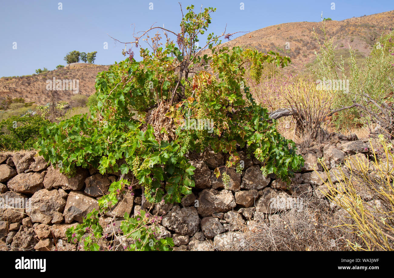 Gran Canaria, Agosto, vecchio vitigno crescente di piani a secco su un muro di pietra Foto Stock