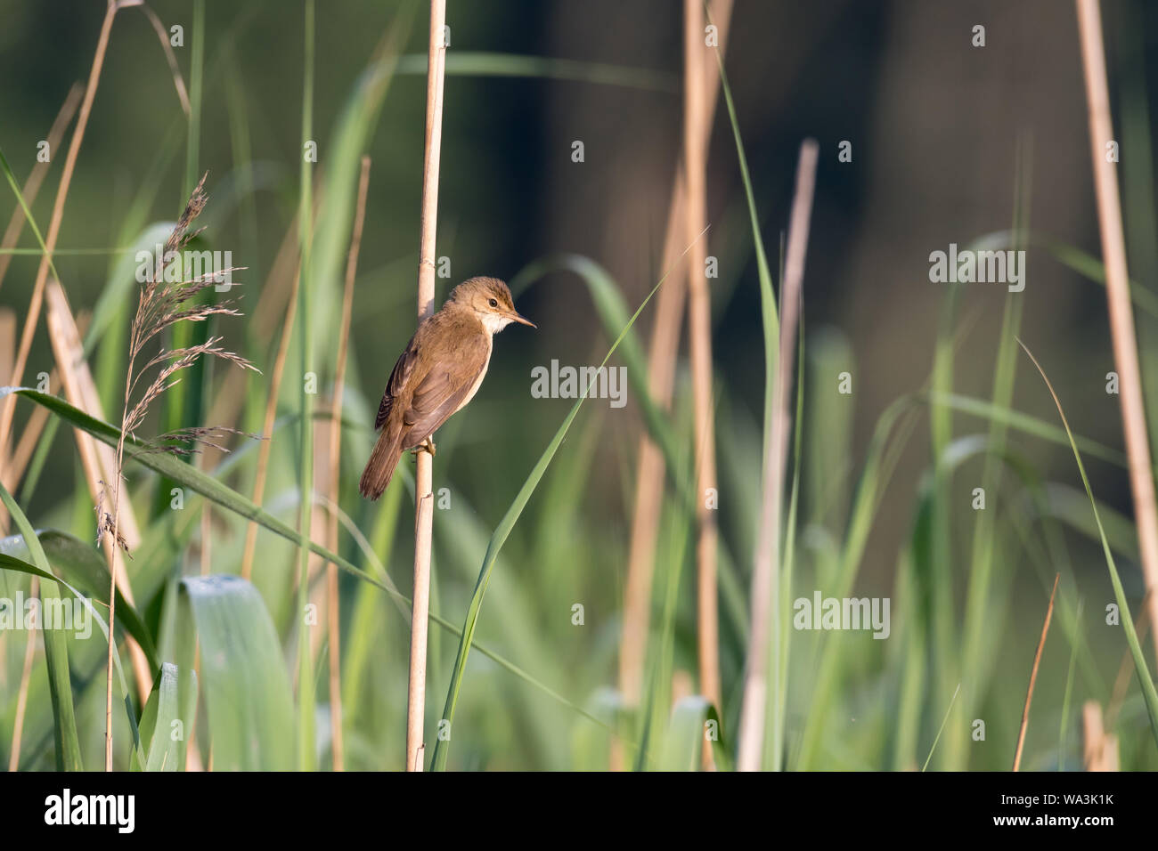 Il pettine grande trillo (Acrocephalus arundinaceus) arroccato sulle canne da stagno. Cracovia, la Piccola Polonia, Polonia. Foto Stock