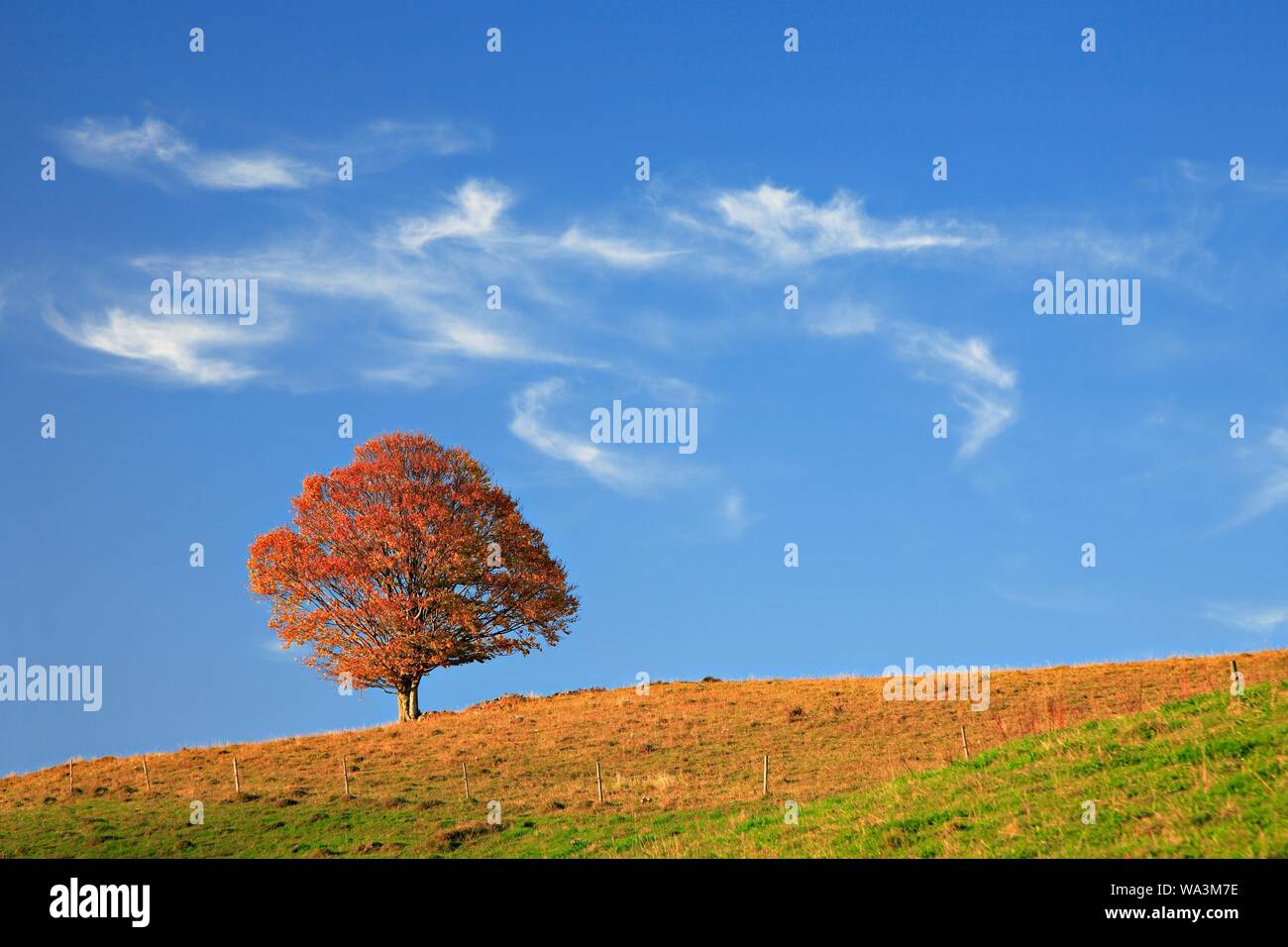 Vecchio solitario faggio (Fagus) in un prato, vicino a Schonau nella Foresta Nera, Baden-Württemberg, Germania Foto Stock