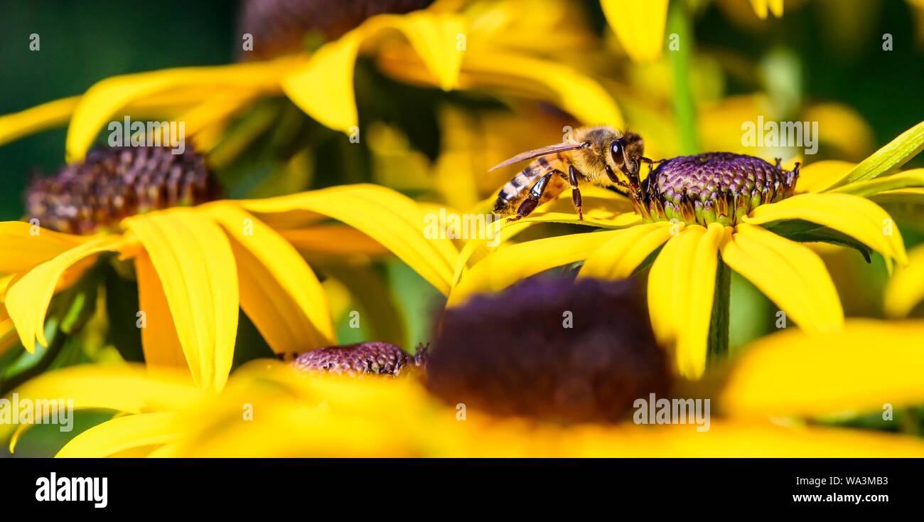 Il miele delle api (Apis mellifera) si siede sul fiore giallo, nero-eyed Susan (Rudbeckia hirta), Baviera, Germania Foto Stock