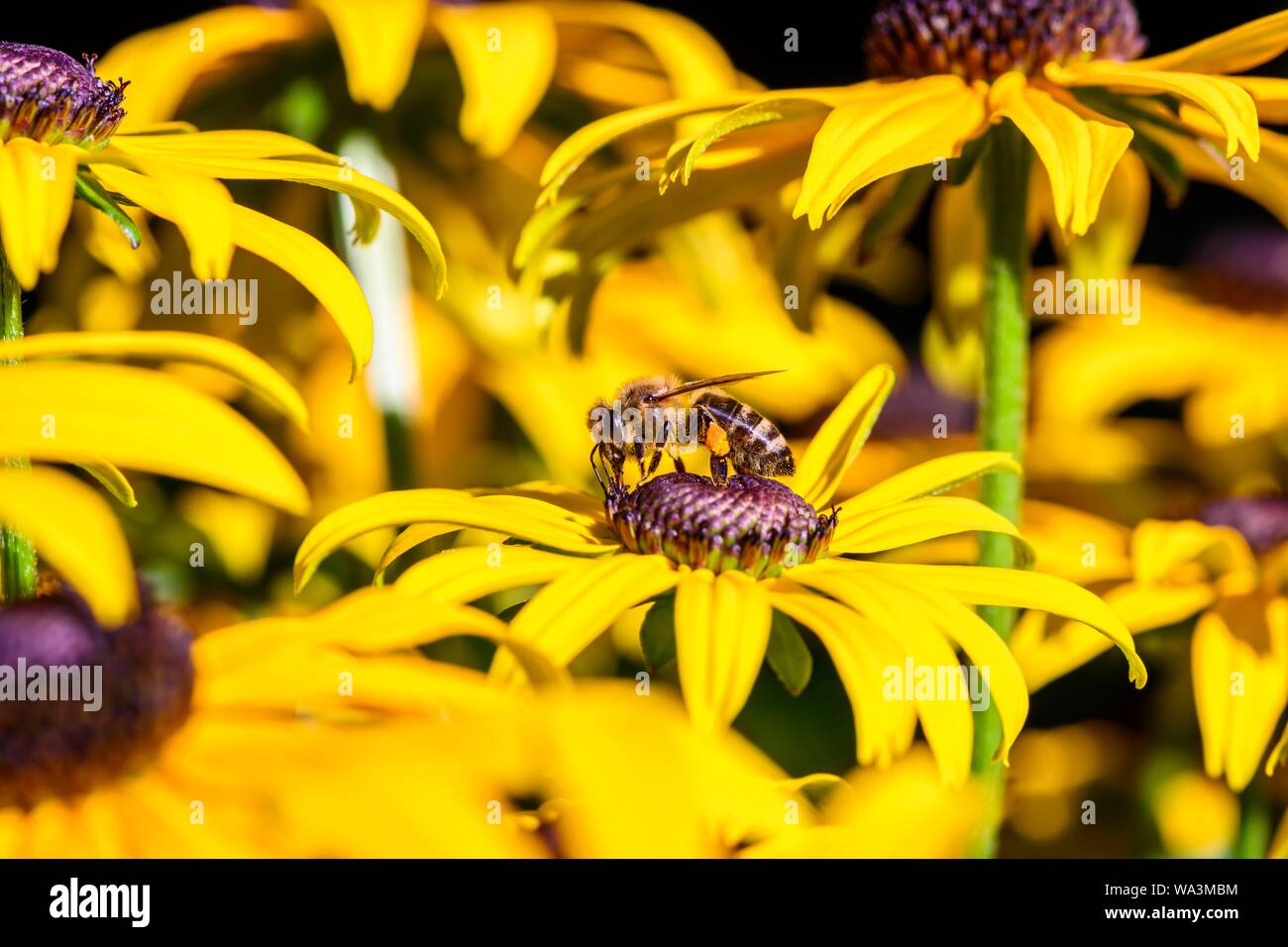 Il miele delle api (Apis mellifera) si siede sul fiore giallo, nero-eyed Susan (Rudbeckia hirta), Baviera, Germania Foto Stock