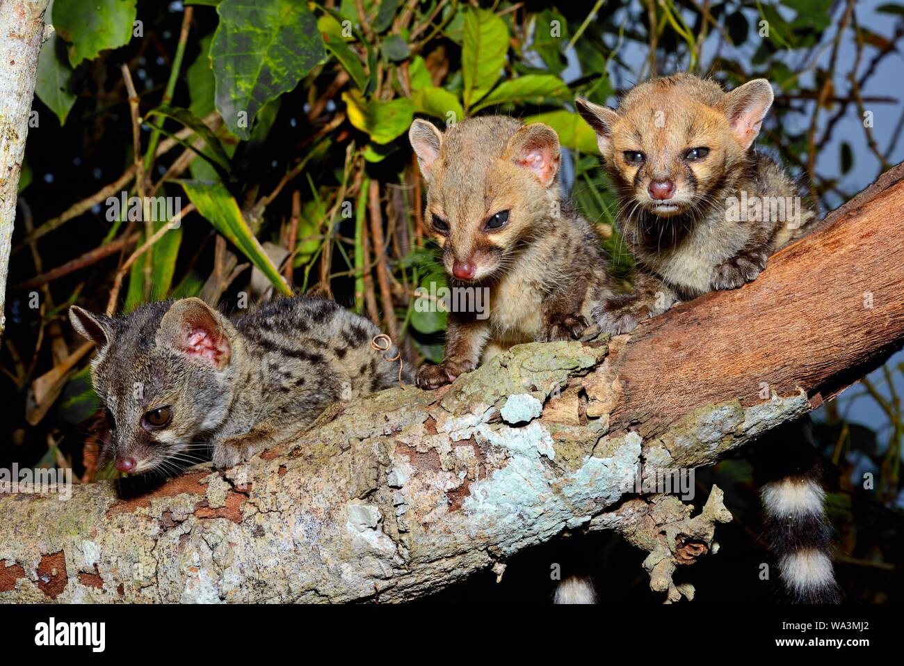 Genette comune (Genetta genetta), giovani animali su un ramo, Togo Foto Stock