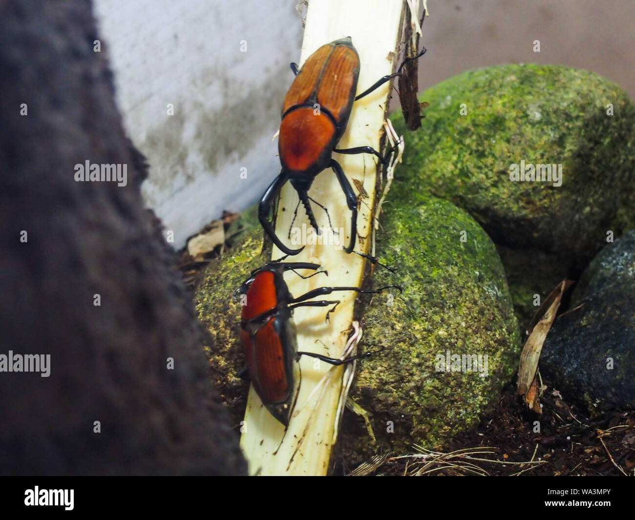 Due bug arancione rivolta in ogni altro su di un piano di appoggio su un bastone Foto Stock