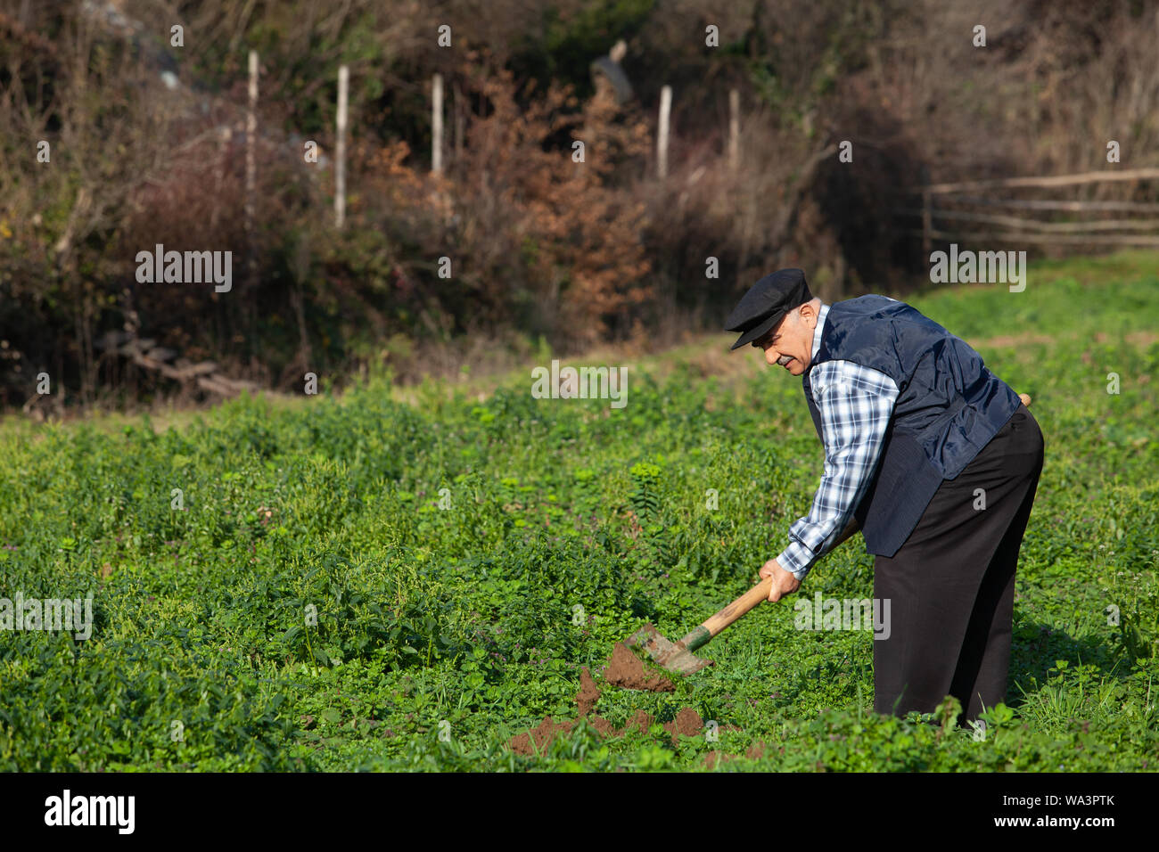 Vecchio contadino lavora in azienda Foto Stock