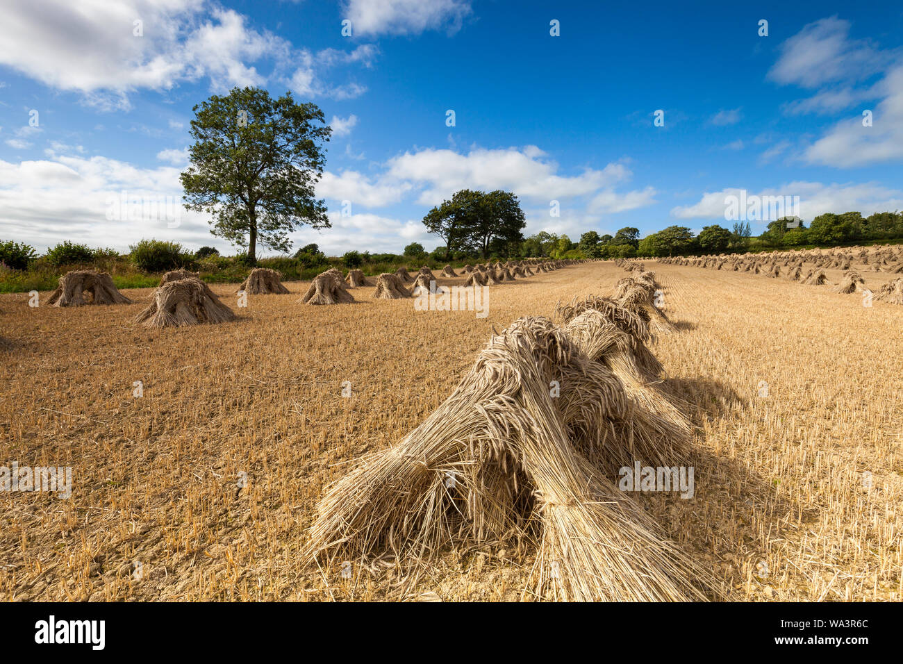 Frumento stooks/pulegge scanalate a secco in un campo in North Devon, Inghilterra sudoccidentale in una giornata di sole Foto Stock