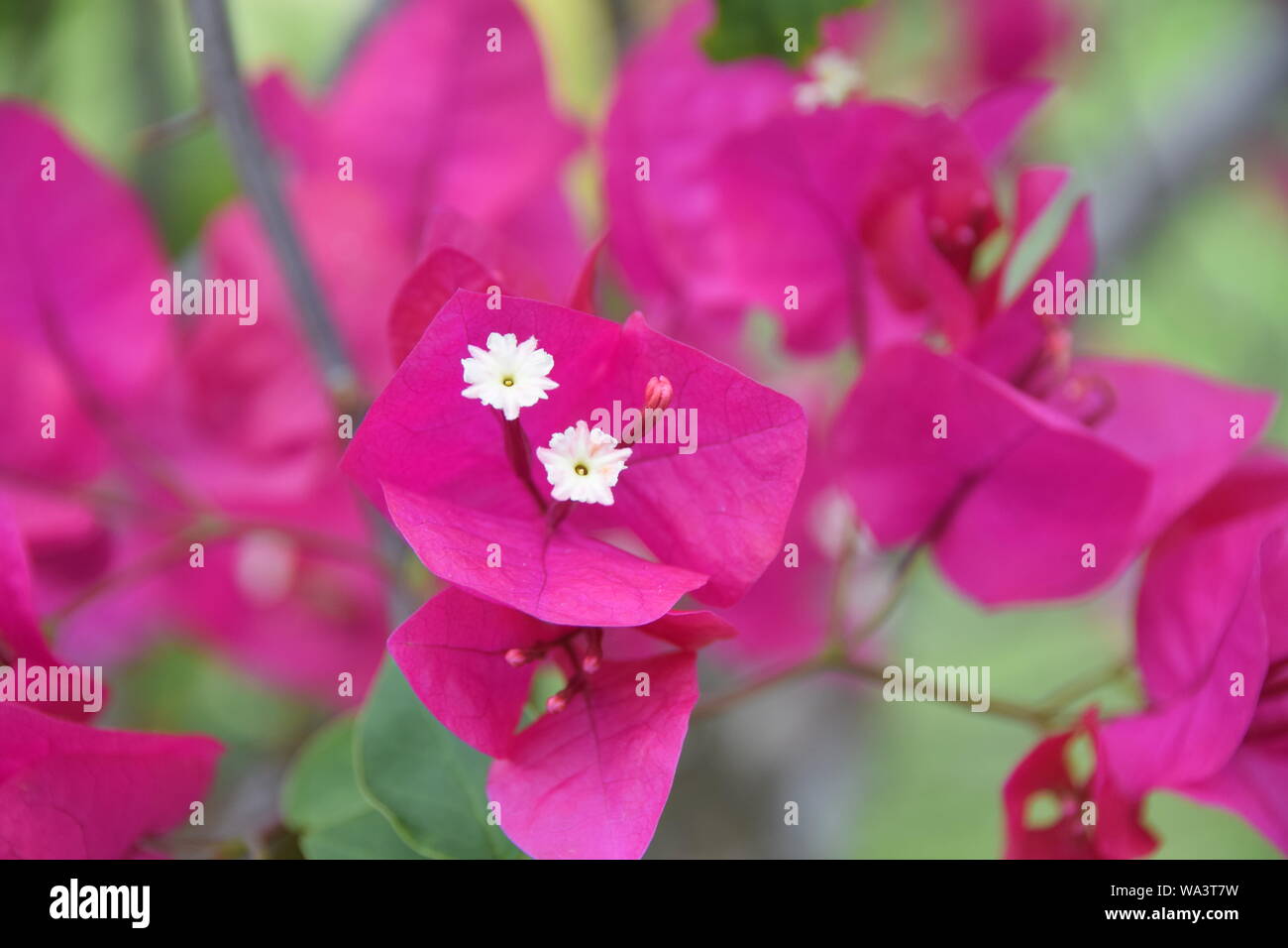 Grappolo di fiori di colore rosa con centri di rosa in una foresta pluviale hawaiano Foto Stock