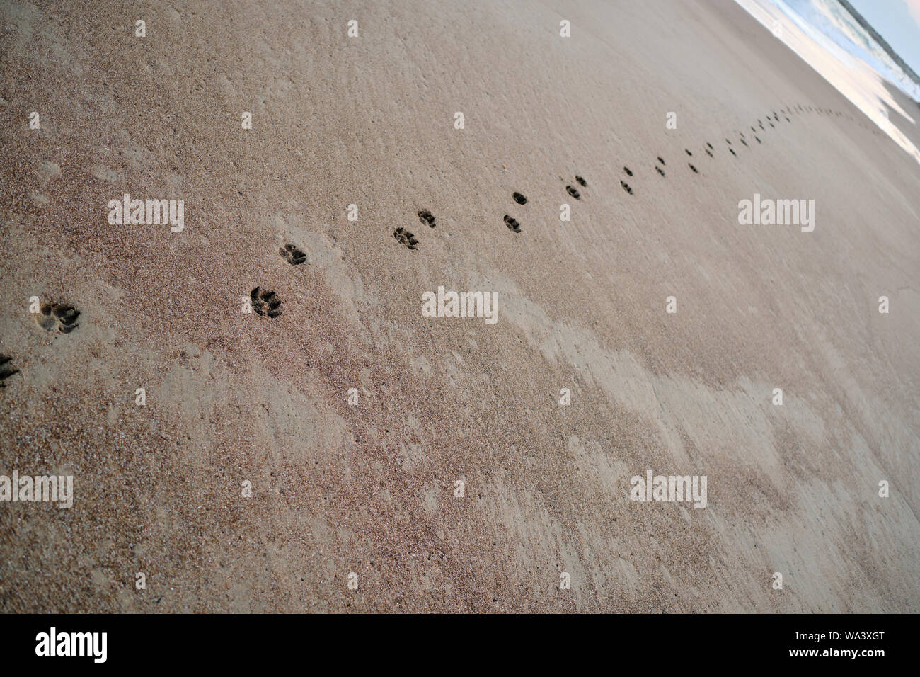 Cane impronte sulla spiaggia come copia di sfondo spazio Foto Stock
