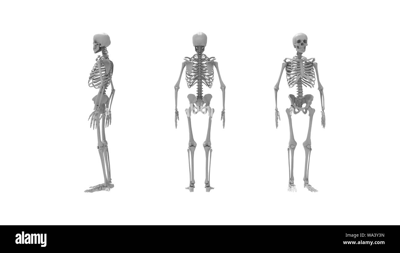 Lo scheletro più viste di un computer renderd modello di uno scheletro umano isolato su uno sfondo bianco. Foto Stock