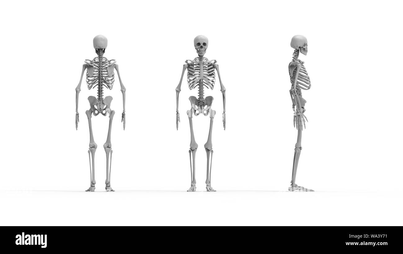 Lo scheletro più viste di un computer renderd modello di uno scheletro umano isolato su uno sfondo bianco. Foto Stock
