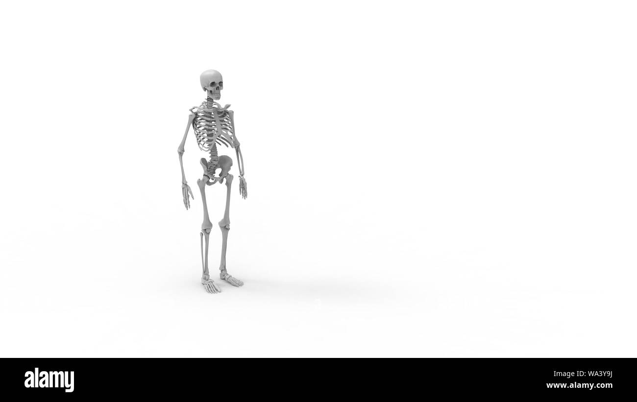 Lo scheletro più viste di un computer renderd modello di uno scheletro umano isolato su uno sfondo bianco. Foto Stock