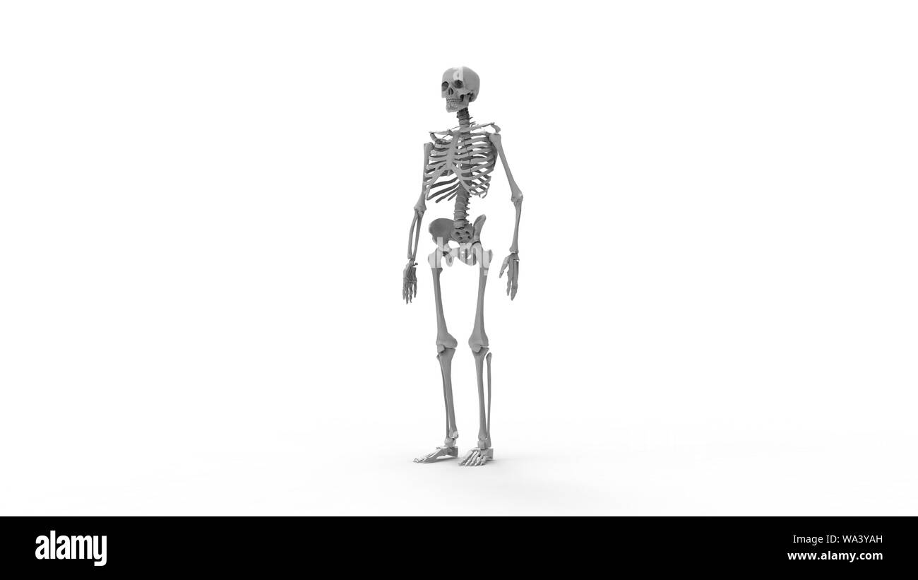 Lo scheletro più viste di un computer renderd modello di uno scheletro umano isolato su uno sfondo bianco. Foto Stock